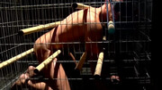 Caged male is about to receive a rough anal punishment