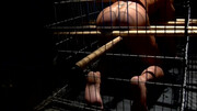 Caged male is about to receive a rough anal punishment